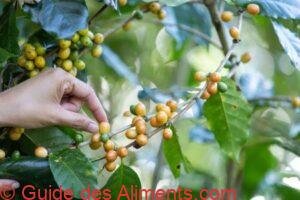 grains de café Bourbon jaunes mûrs