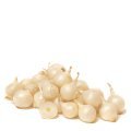 oignons grelots