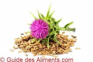 Chardon-Marie (Silybum marianum)