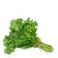 feuilles de coriandre