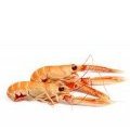 langoustines