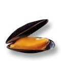 moules