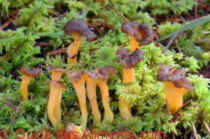 Craterellus lutescens
