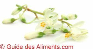 fleur de moringa