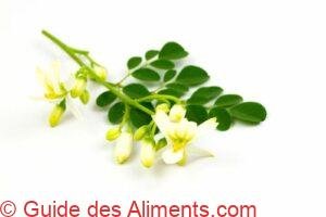 fleurs de moringa