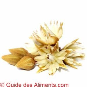 Mimusops elengi fleur