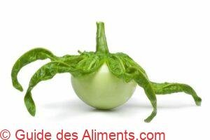 Solanum macrocarpon