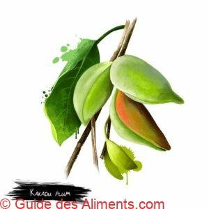 Terminalia ferdinandiana, gubinge, billygoat plum, kakadu plum