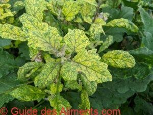 feuilles de Solanum macrocarpon