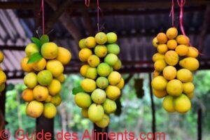 Willughbeia edulis