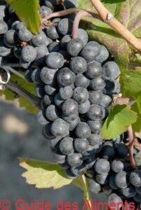 Gamay