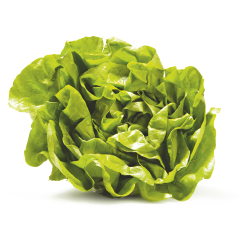laitue romaine