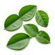 <a class="ingredient-link" data-ingredient-link-id="70" data-clicks="0" href="https://guidedesaliments.com/guide/feuille-de-combava/" target="_blank" rel="nofollow sponsored">feuilles de citron kaffir</a>
