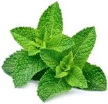 <a class="ingredient-link" data-ingredient-link-id="52" data-clicks="0" href="https://guidedesaliments.com/guide/menthe/" target="_blank" rel="nofollow sponsored">Feuilles de menthe</a>