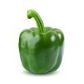 poivron vert