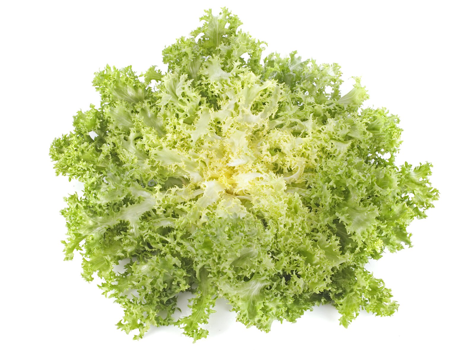 salade frisée