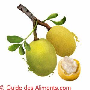 marula (Sclerocarya birrea)