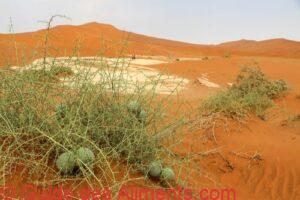 melon des sables (Acanthosicyos horridus)