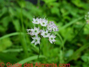 oignon sauvage du Japon (Allium macrostemon)